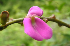 Canavalia ensiformis